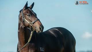 Lot 100 Holler x Linkville Colt from KBL Thoroughbreds [upl. by Saduj478]