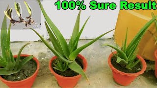 How to grow aloe vera at home easiest way [upl. by Caiaphas641]