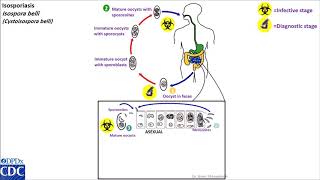 Isospora belli life cycle [upl. by Dixie]