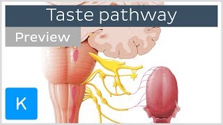 Taste pathway steps and diagram preview  Human Neuroanatomy  Kenhub [upl. by Kloman]