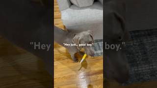 The cutest 🔪 attack weimaraner cutepuppy cuteanimals [upl. by Specht847]