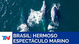 BRASIL I quotUn espectáculo de danzaquot turistas se deleitaron con las ballenas en Río [upl. by Barthold]