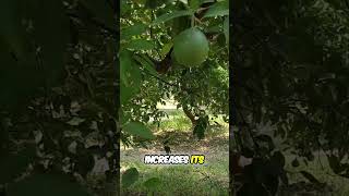 The Best Kept Secret Organic Insecticide  citrusgarden fruittrees [upl. by Atener]