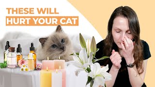 These 7 Household Items Will Hurt Your Cat Do You Pass the Safety Test [upl. by Janus]