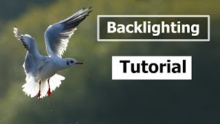 How to Use Backlighting for Bird and Wildlife Photography [upl. by Ennoirb]