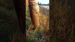 Oregon Bass Fishing in the Fall Willamette Valley [upl. by Robi]