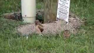 Baby Burrowing Owls jump try to fly then fall over  so cute [upl. by Salomone]