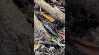 Small Watersnake Catches Big Walking Catfish fish snake florida shorts viralvideo [upl. by Enner]