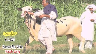 Hareepoor bull race 892024 bull race in pakistan [upl. by Sims]