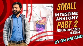 Jejunum and Ileum Anatomy  Blood supply  nerve supply [upl. by Ahsinet]