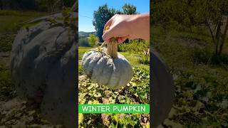 Harvesting a Perfect Winter Squash from the Garden  Halloween is Coming🎃 [upl. by Doy]