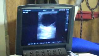 Equine fertility scaning using Sonosite MicroMaxx  BCF Technology video [upl. by Chader]