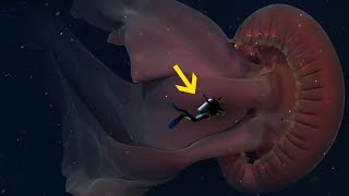 The Biggest Jellyfish Ever Discovered [upl. by Ingelbert]