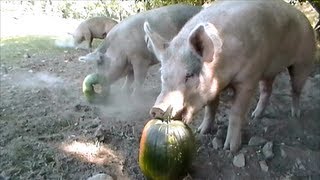 Happy pigs eating pumpkins [upl. by Noremac874]