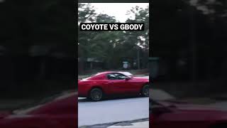 COYOTE MUSTANG VS CUTLASS  EPIC STREET RACE  youtubeshorts coyote gbody fyp viral [upl. by Erastatus100]