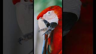 Quick Facts About Macaws😳🦜 youtubeshorts viralshort animals macaw parrot [upl. by Nannek206]