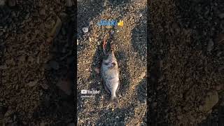 LİDAKİ ÖĞMEİŞ SAHİLİ  HATAYbalık fishing deniz öneçıkar fish doğa seafood akım carpfishing [upl. by Cacilia]