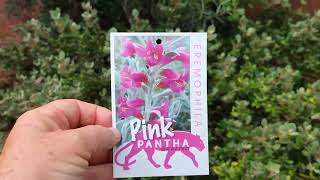 Eremophila Pink Pantha Basic Pruning Tips 7 Trish the Gong Gardener [upl. by Eak]