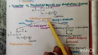 Synthesis of Phospholipids [upl. by Aremihc]