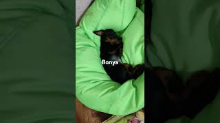 Bonya the dog 🐶🐕 [upl. by Drofnelg]