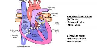 The Heartcardiac cycle anatomy [upl. by Nohtanhoj]