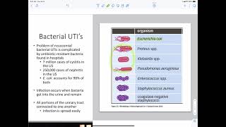 Bacteria Urinary Tract Infections [upl. by Munafo]