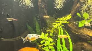 Update on planted fancy goldfish tank [upl. by Herzig]