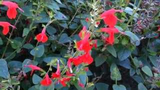 Salvia Coccinea  Scarlet Sage  Tropical Sage HD 02 [upl. by Sexton148]