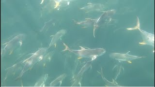 THE JACKS ARE BACK IN GALVESTON Clear Water Fishing Galveston TX UNDERWATER FOOTAGE 819 [upl. by Westfahl321]