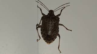 Brown Marmorated Stink Bug Asks For Photoshoot [upl. by Otsenre]