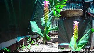 Tropical Ginger Timelapse [upl. by Samp]