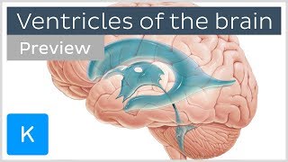 Ventricles of the brain and CSF preview  Human Neuroanatomy  Kenhub [upl. by Kamal]