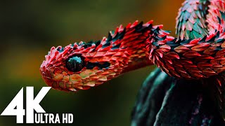 🔴 Wildlife 4K UHD 247  Relaxing Music With Beautiful Nature amp Animals Videos4K Video Ultra HD [upl. by Gloriane660]