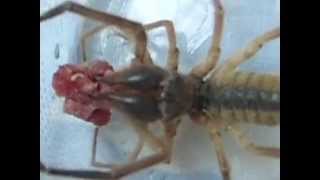 Camel Spider Eats Meat  Sarı Kız  Solifugae  Et Yiyen Örümcek [upl. by Leciram658]