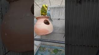 budgies parrot parrots parrottalking parrotlover birds animals parrotsinging nature [upl. by Retep923]