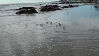 Tiny Dinosaurs Beach Combing in Wells Maine [upl. by Ahsenev309]