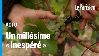 Dans le Bordelais des vendanges «extrêmement précoces» à cause des fortes chaleurs [upl. by Ransome392]