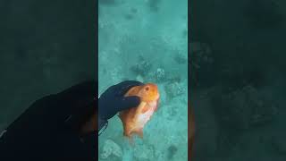 Picking up the CUTEST fish lumpfish spearfishing fishing animal [upl. by Wanyen254]