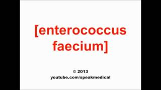 Pronounce Enterococcus faecium  SpeakMedical [upl. by Minny816]