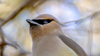 Cedar Waxwings and Robin [upl. by Olympe]