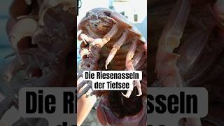 Die Riesenasseln der Tiefsee wissenswert biologie natur mythen fakten tiere tiefsee assel [upl. by Misha]