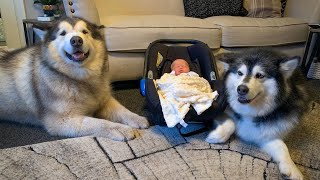 Alaskan malamute meets new baby for the first time cutest reactions [upl. by Atsirtal360]