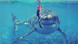 15 Largest Monster Sharks Ever Caught on Camera [upl. by Konyn677]