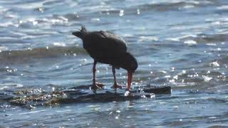 Sooty Oystercatchers feeding at low tide [upl. by Ylrehs332]