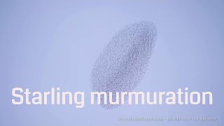 Best Starling Murmuration 4K [upl. by Oguh]