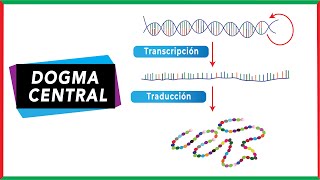 Dogma central de la biología molecular  ADNARNProteína [upl. by Danny876]