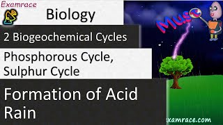 2 Biogeochemical Cycles Phosphorous Cycle Sulphur Cycle amp Formation of Acid Rain [upl. by Eetsud329]