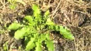 EatTheWeeds Episode 03 Crepis Japonica False Hawksbeard [upl. by Ruben]