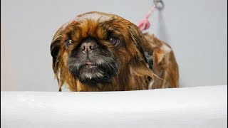 Grooming Guide  Full Grooming Pekingese 38 [upl. by Niuqaoj]