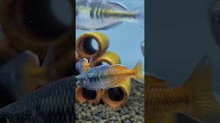 rainbowfish shorts aquariumhobby [upl. by Dray]